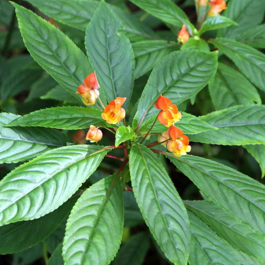 X Bicaudata Hybrid Plant