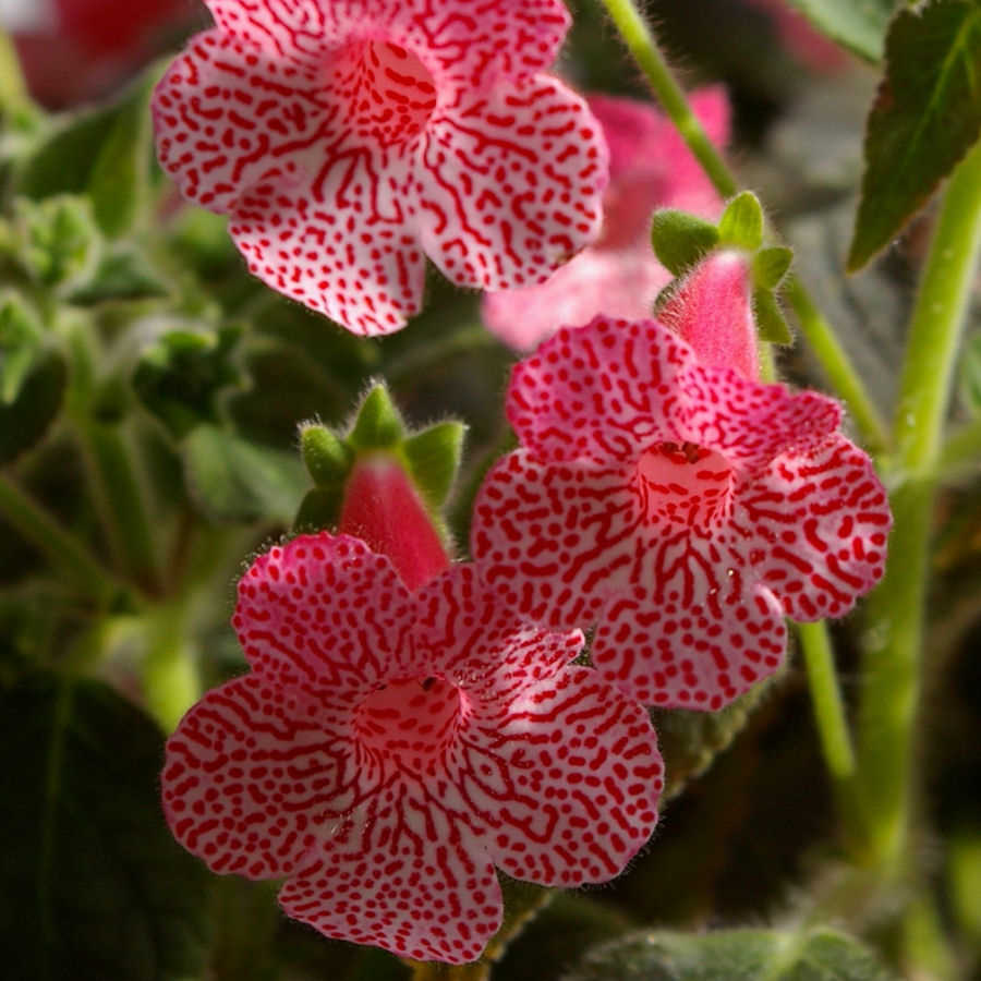 Kohleria Sunshine Plant | Exotic Plants Congo